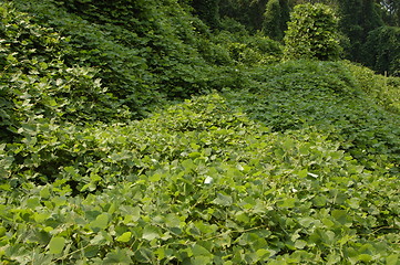 Image showing kudzu