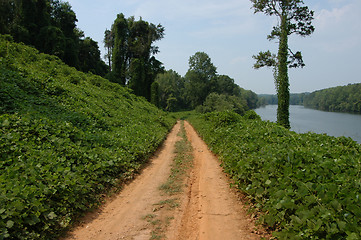 Image showing Along the kudzu path