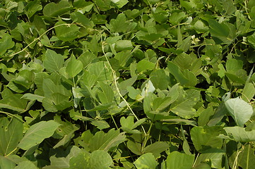 Image showing kudzu up close