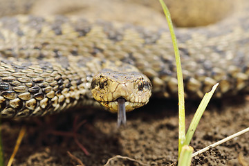 Image showing portrait of scarce meadow viper