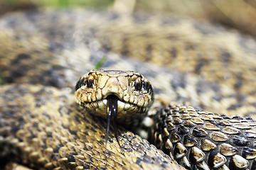 Image showing front view of rare meadow viper