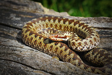 Image showing common crossed viper basking in natural habitat