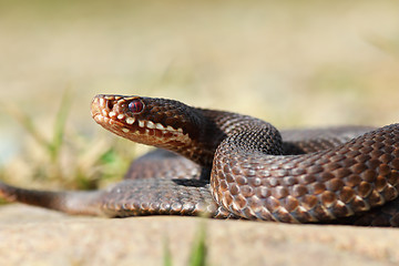 Image showing close-up of common european crossed viper