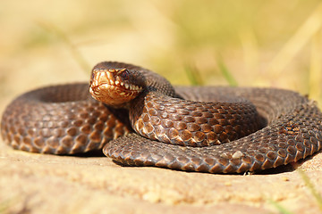 Image showing full length european adder