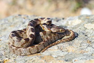 Image showing Telescopus fallax basking on a rock