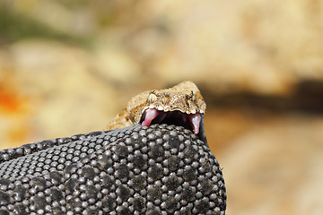 Image showing venomous snake bites