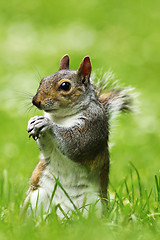 Image showing curious grey squirrel on lawn