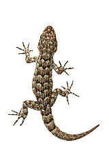 Image showing small gecko on white background