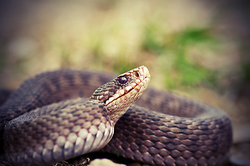 Image showing angry european common adder close up