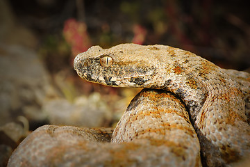 Image showing portrait of rarest european venomous snake