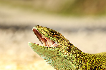 Image showing angry male green lizard portrait