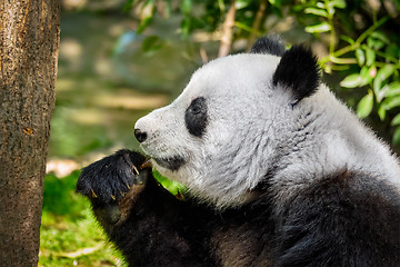 Image showing Giant panda bear in China