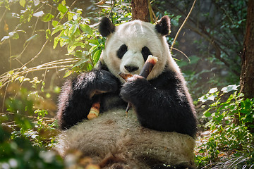 Image showing Giant panda bear in China