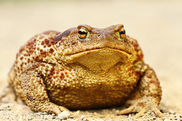 Image showing large Bufo bufo on the ground