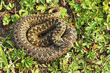 Image showing rare meadow viper from Transylvania