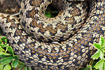 Image showing detail of meadow viper pattern