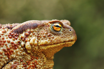 Image showing portrait of large common brown toad