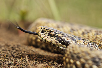 Image showing close up of meadow viper