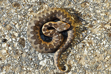 Image showing juvenile Vipera ammodytes montandoni