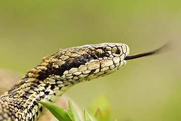 Image showing macro portrait of rare meadow viper