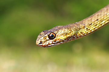 Image showing Malpolon insignitus, detail of head