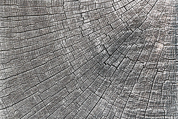 Image showing texture of oak wood section