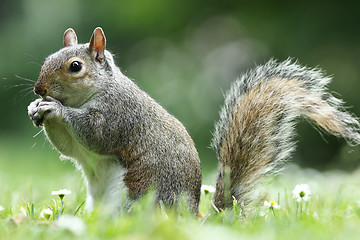 Image showing grey squirrel eating nut in the park