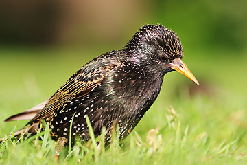 Image showing motley starling on lawn