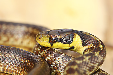 Image showing beautiful juvenile aesculapian snake