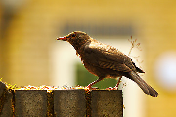 Image showing common blackbird in beautiful light