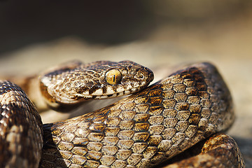 Image showing macro shot of juvenile cat snake