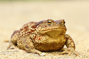 Image showing large female Bufo bufo