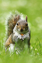 Image showing curious cute grey squirrel eating nut on lawn