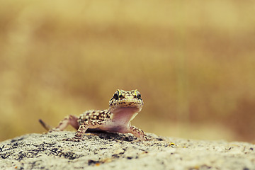 Image showing cute curious gecko