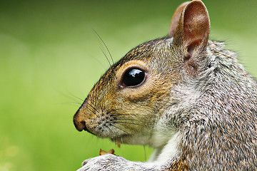 Image showing closeup of grey squirrel