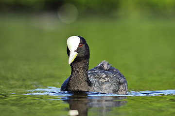 Image showing black coot on water surface