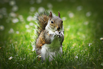 Image showing cute grey squirrel eating nut on lawn