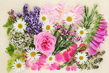 Image showing Flowers and Herbs for Herbal Medicine