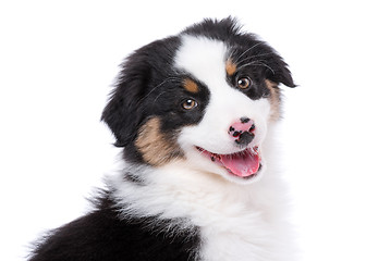 Image showing Australian Shepherd puppy