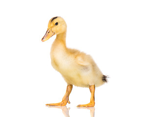 Image showing Cute newborn duckling