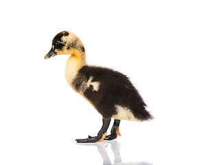 Image showing Cute newborn duckling