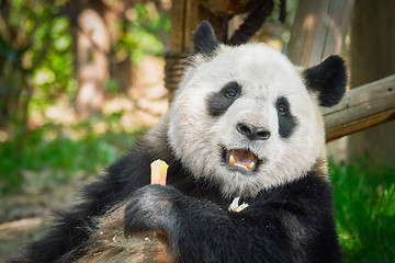 Image showing Giant panda bear in China