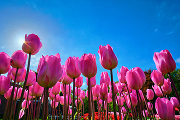 Image showing Blooming tulips against blue sky low vantage point