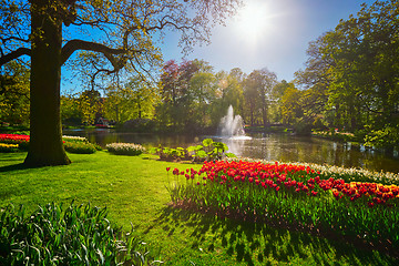 Image showing Keukenhof flower garden. Lisse, the Netherlands.