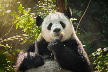 Image showing Giant panda bear in China