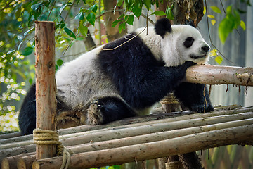 Image showing Giant panda bear in China