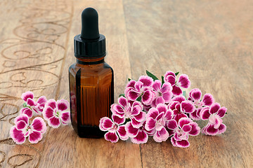 Image showing Dianthus Flowers Herbal Medicine