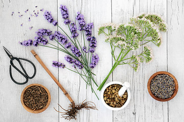 Image showing Lavender Chamomile and Valerian Herbal Medicine