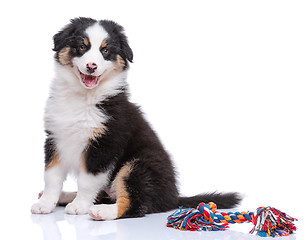 Image showing Australian Shepherd puppy