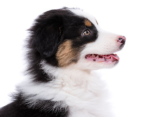 Image showing Australian Shepherd puppy